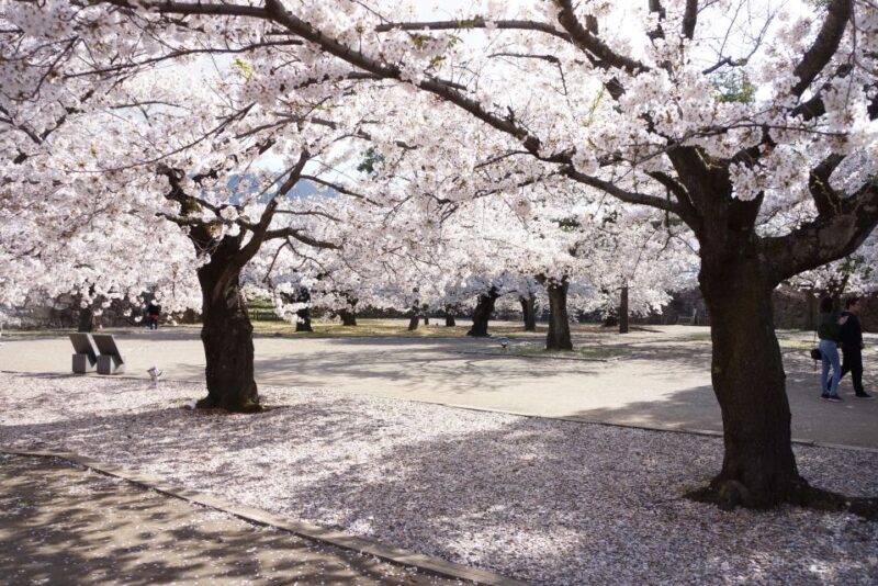 Nagano: 1-Day Snow Monkey & Cherry Blossom Tour in Spring - Final Thoughts