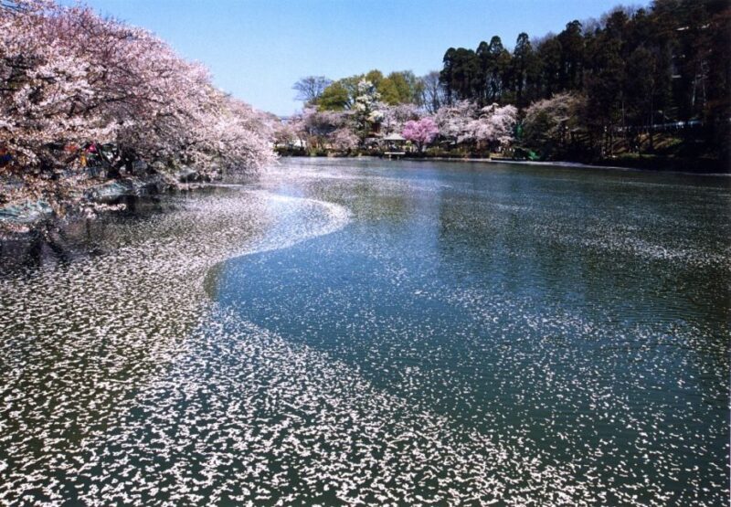 Nagano: 1-Day Snow Monkey & Cherry Blossom Tour in Spring - FAQ