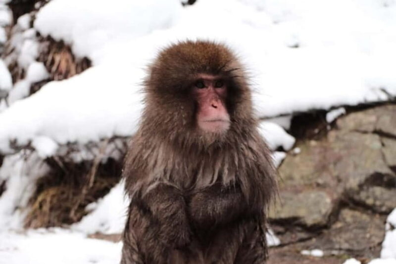 Nagano: Cute & Eccentric Snow Monkeys Half-Day Private Tour - What to Expect from the Nagano Snow Monkey Tour