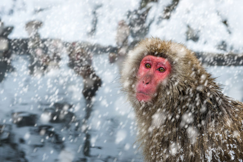 Nagano Jigokudani Monkey Park, Togakushi Shrine, Zenkoji Temple & Sake Culture Experience Day Tour (Departing from Nagano) - Four Nagano highlights in a tightly planned day