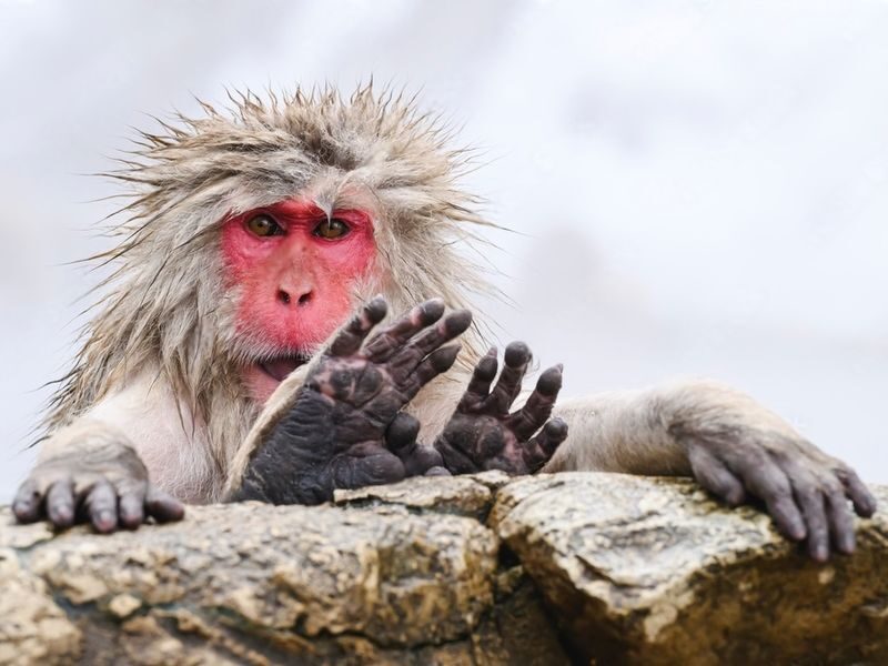 Nagano Jigokudani Monkey Park & Zenkoji Temple Full-Day Private Tour - Key points to know before you go