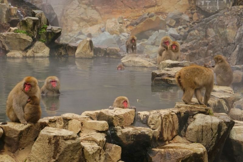Nagano Jigokudani Monkey Park & Zenkoji Temple Full-Day Private Tour - Snow monkeys first, with a route that needs checking