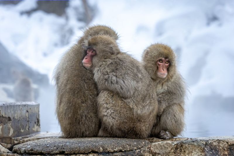 Nagano Jigokudani Monkey Park & Zenkoji Temple Full-Day Private Tour - Zenko-ji adds a quieter, cultural counterpoint