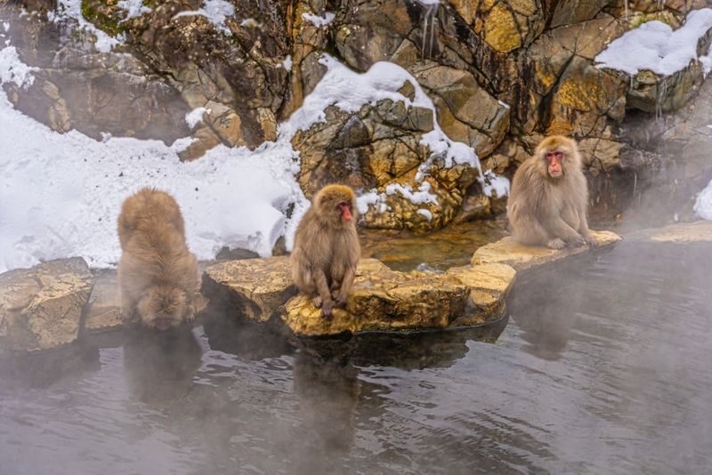 Nagano Jigokudani Monkey Park & Zenkoji Temple Full-Day Private Tour - Private transport is useful, but it is not a guided tour