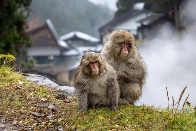 Nagano Jigokudani Monkey Park & Zenkoji Temple Full-Day Private Tour - Is $693.95 good value for your party?