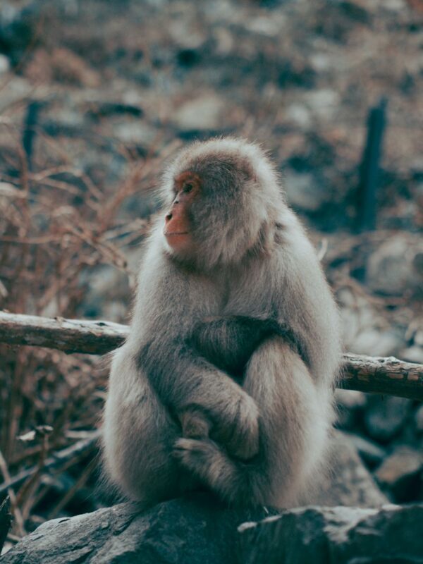Nagano Jigokudani Snow Monkey Park Full-Day Customizable Tour - Key points to know before you book