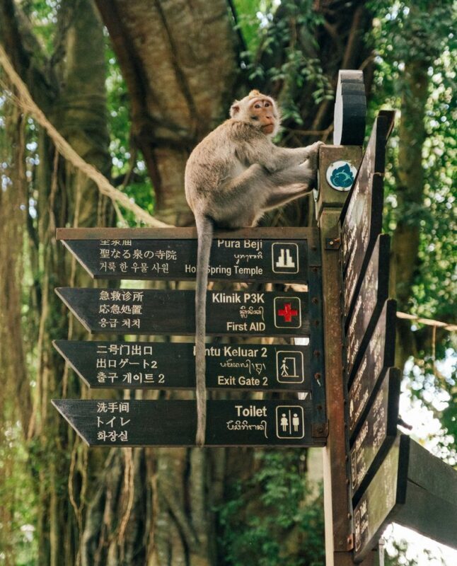 Nagano Jigokudani Snow Monkey Park Full-Day Customizable Tour - Custom stops sound flexible, but time is not