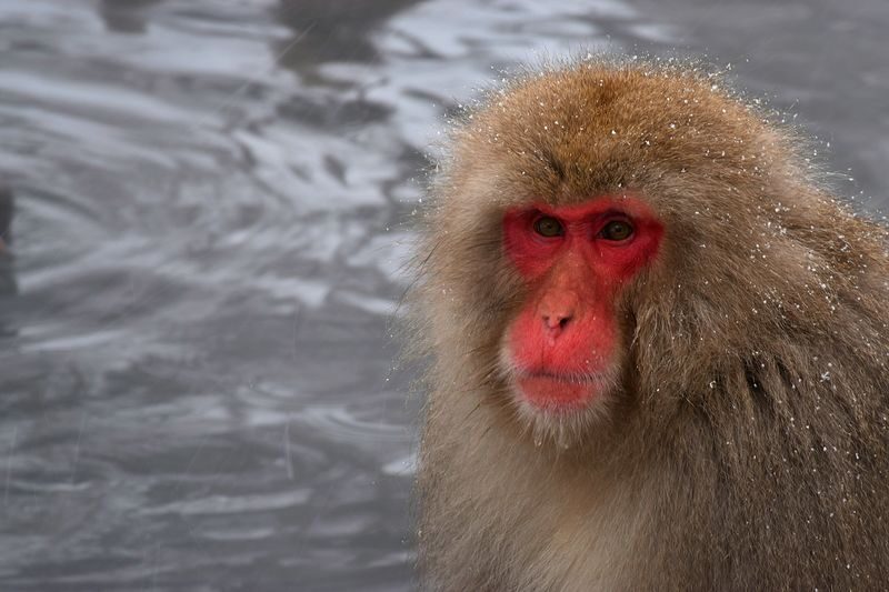 Nagano Jigokudani Snow Monkey Park Full-Day Customizable Tour - What the driver can add