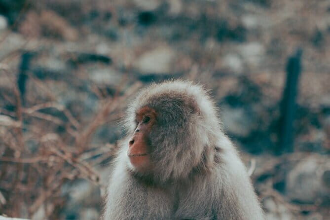 Nagano Private Tour With English Speaking Driver - Exploring Nagano on Your Own Terms