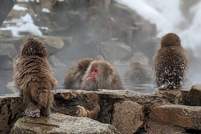 Nagano Snow Monkey 1 Day Tour with Beef Sukiyaki Lunch from Tokyo - Detailed Review of the Nagano Snow Monkey Tour