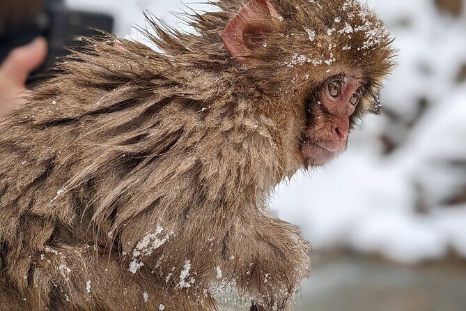 Nagano Snow Monkey 1 Day Tour with Beef Sukiyaki Lunch from Tokyo - Final Thoughts: Is It Worth It?