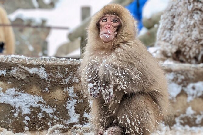 Nagano Snow Monkey 1 Day Tour with Beef Sukiyaki Lunch from Tokyo - Frequently Asked Questions