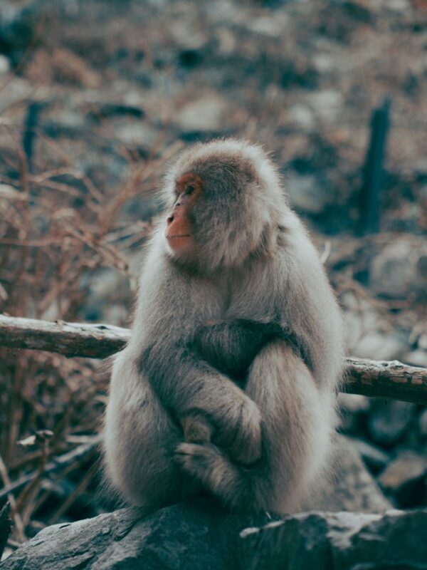 Nagano Snow Monkey Park Full-Day Private Guided Tour - Key points before you book