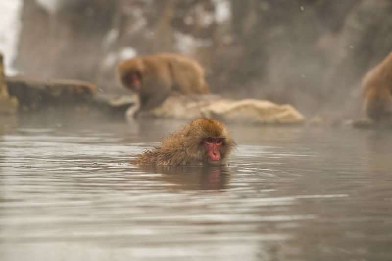 Nagano Snow Monkey Park Full-Day Private Guided Tour - The long road to Jigokudani
