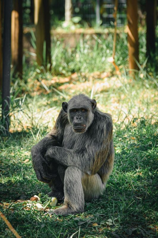 Nagano Snow Monkey Park Full-Day Private Guided Tour - A private driver, not just a ride
