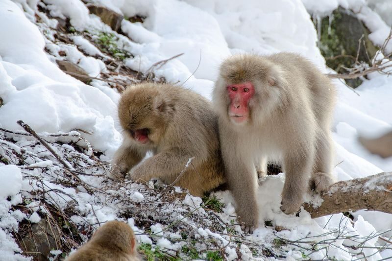 Nagano Snow Monkey Park Full-Day Private Guided Tour - Timing, traffic, and the shape of the day
