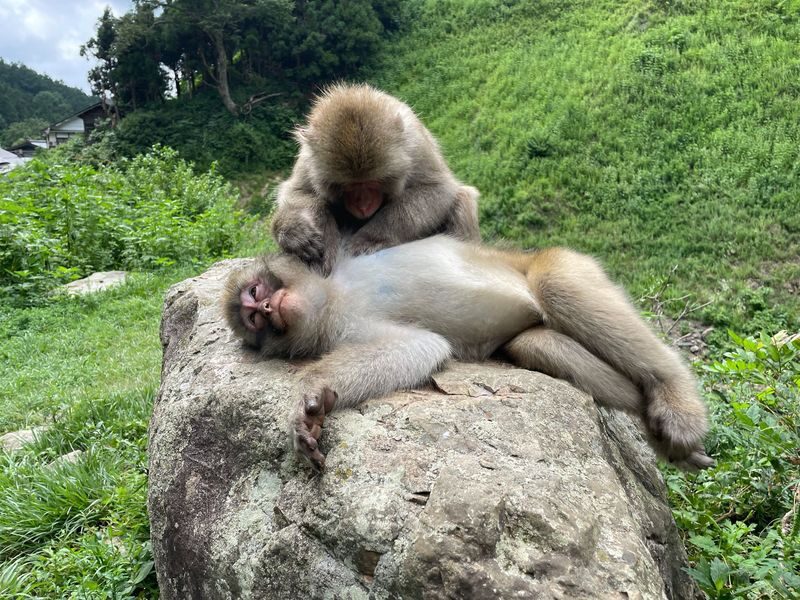 Nagano Snow Monkey Park & Shibu Onsen Cultural Tour - Key points before you book