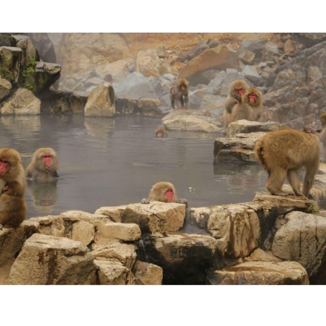 Nagano: Snow Monkey Private Instagramable Day Tour Low Price - Key Points
