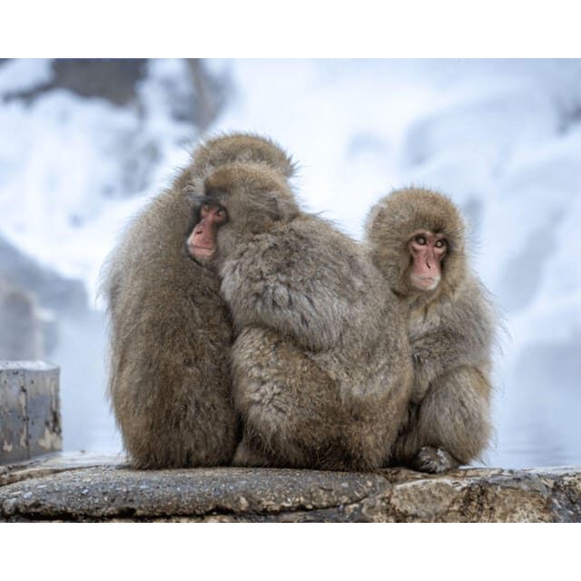 Nagano: Snow Monkey Private Instagramable Day Tour Low Price - A Deep Dive into Nagano in a Day: What to Expect