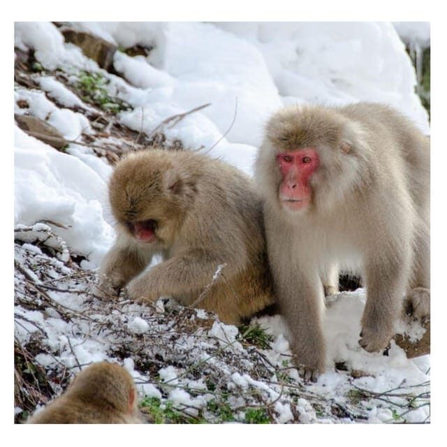 Nagano: Snow Monkey Private Instagramable Day Tour Low Price - Who Would Love This Tour?