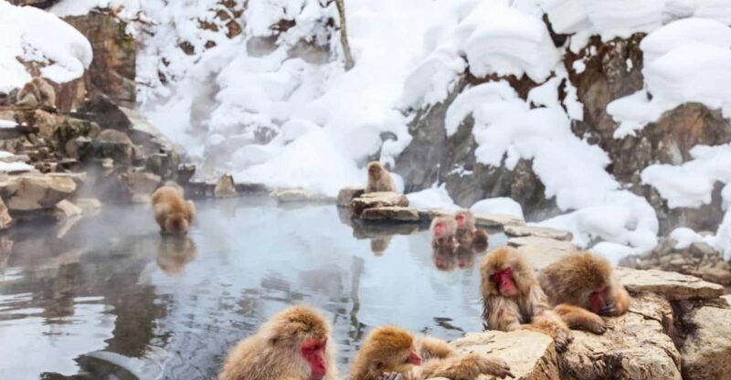 Nagano: Snow Monkeys, Zenko-ji Temple, and Lake Nojiri Tour - Transportation, Comfort, and Practicalities