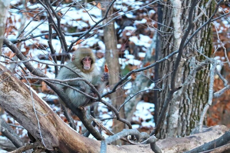 Nagano: Snow Monkeys, Zenkoji Temple & Sake Day Trip - Key Points