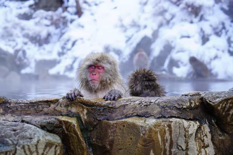 Nagano: Snow Monkeys, Zenkoji Temple & Sake Day Trip - Exploring Nagano: A Deep Dive into What Makes This Tour Special