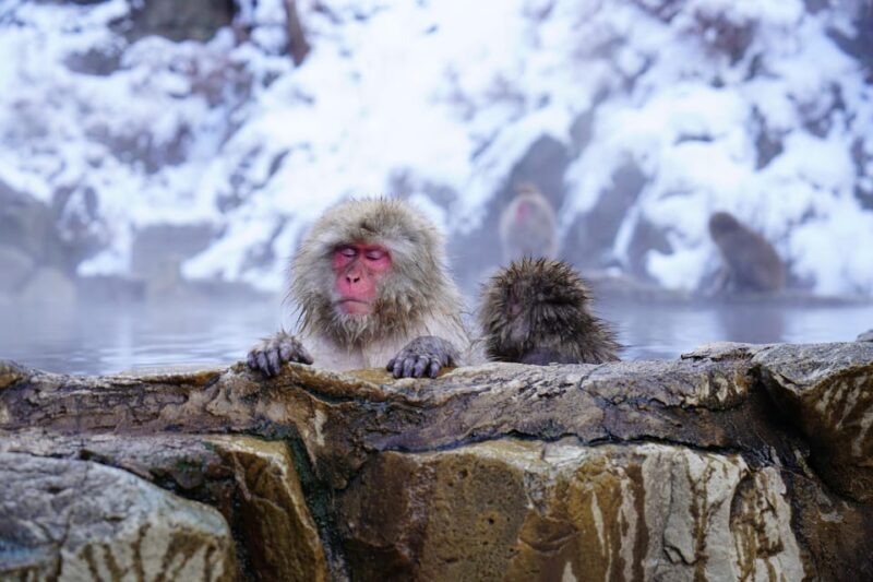 Nagano: Snow Monkeys, Zenkoji Temple & Sake Day Trip - Who Should Consider This Tour?