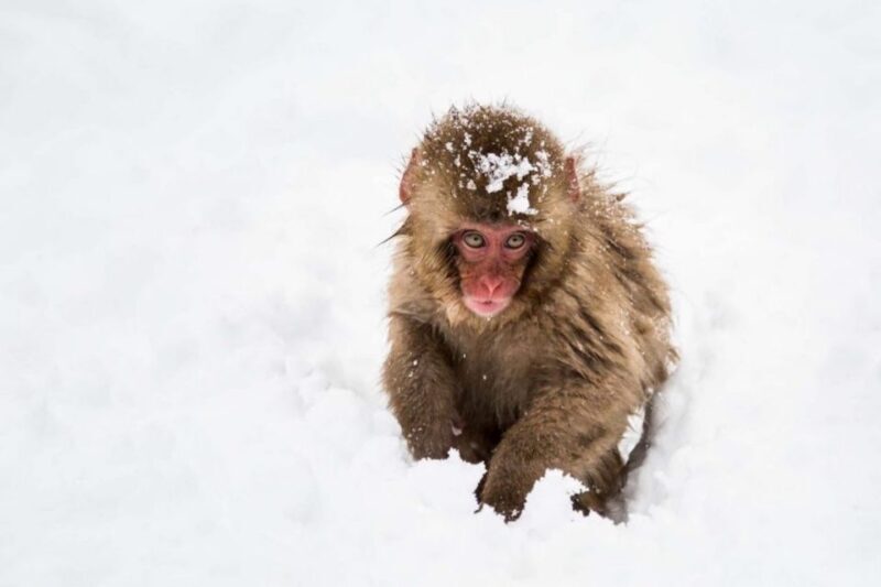 Nagano: Snow Monkeys, Zenkoji Temple & Sake Day Trip - FAQs