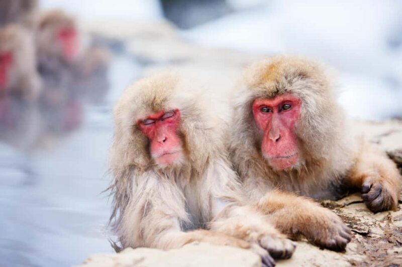 Nagano: Togakushi Shrine & Jigokudani Snow Monkey Park Trip - Logistics and Practical Details