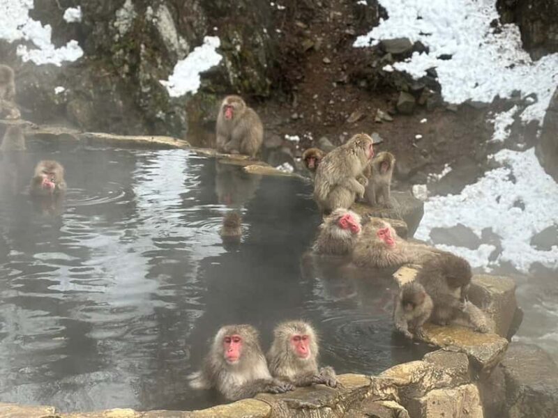 Nagano: Togakushi Shrine & Jigokudani Snow Monkey Park Trip - The Sum Up: Who Should Consider This Tour?