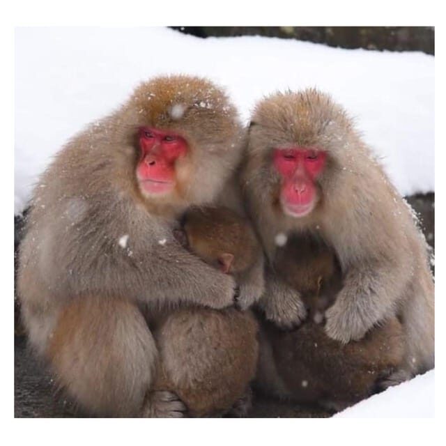 Nagano/Tokyo: Snow Monkey Private Day Tour At Lowest Rate - Final Thoughts: Is This Tour Right for You?