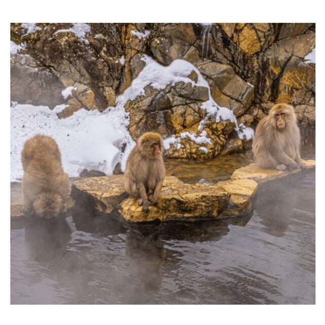 Nagano Tokyo: Snow Monkey Private Day Tour Hotel Pick & Drop - Why This Tour Offers Great Value