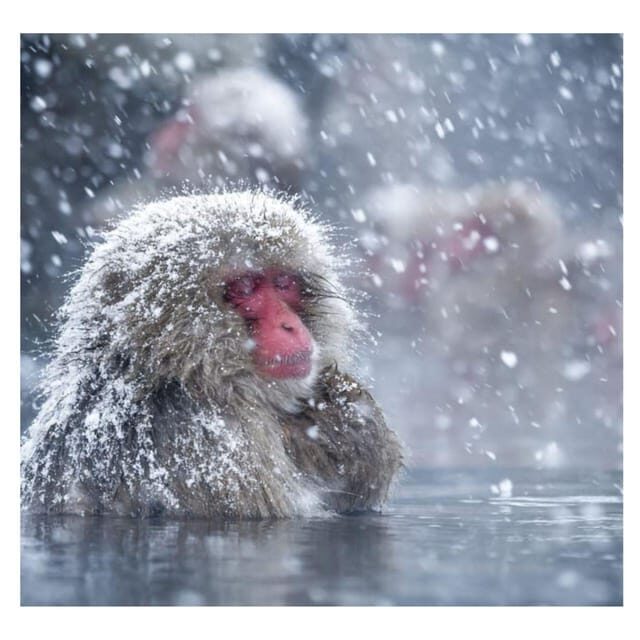 Nagano Tokyo: Snow Monkey Private Day Tour Hotel Pick & Drop - FAQ