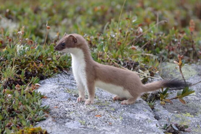 Nagano UNESCO Park: Emerald Acid Lake & Ghibli Onsen Town - Who Will Enjoy This Tour?