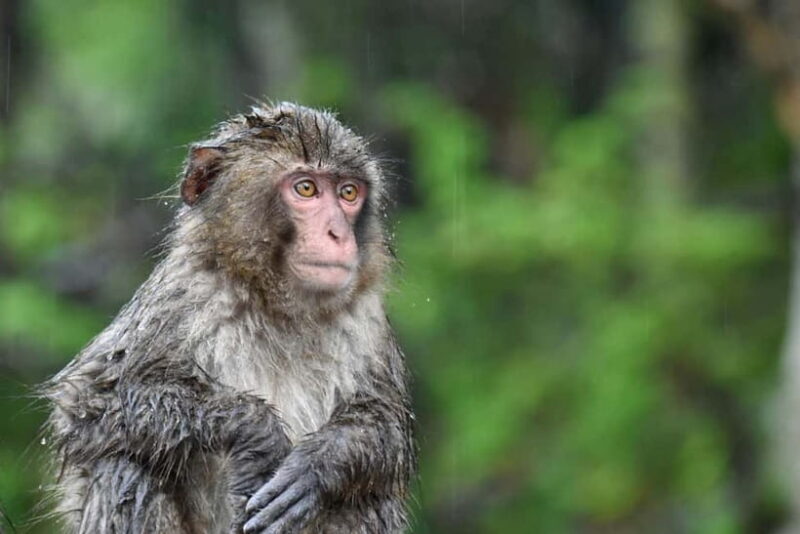 Nagano UNESCO Park: Emerald Acid Lake & Ghibli Onsen Town - Final Thoughts