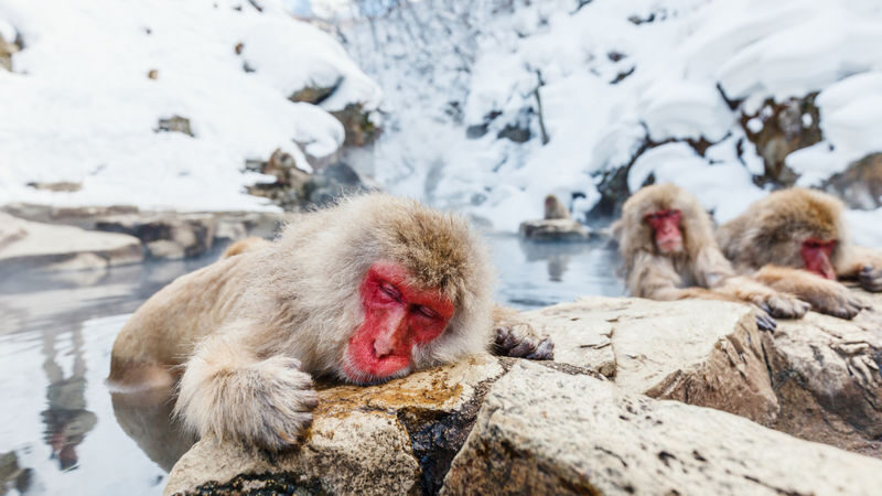 Nagano Winter Private Tour with a local guide (from November to May) - At a glance