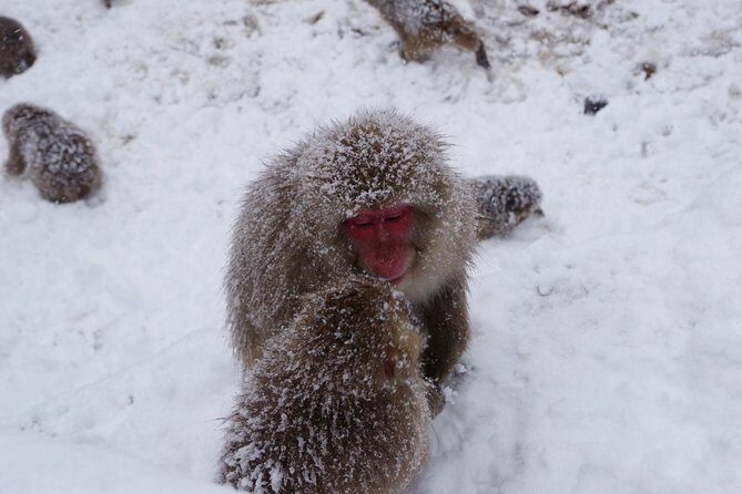 Nagano Winter Special Tour "Snow Monkey and Snowshoe Hiking"!! - FAQs