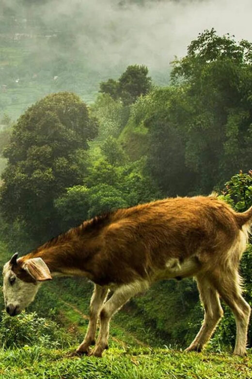 Nagarkot Sunrise View and Day Hiking from Kathmandu - Who Is This Tour Best For?