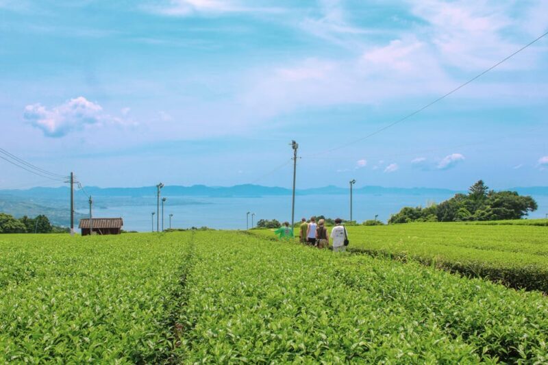 Nagasaki: Explore Japanese Teas on a Tea Tour - Key Points