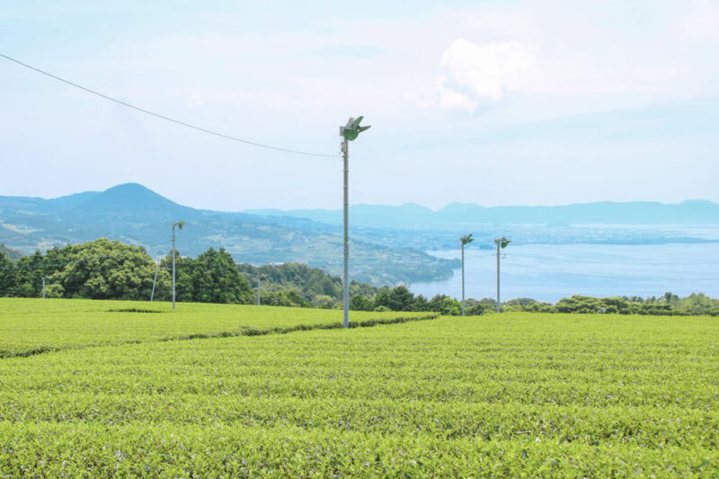 Nagasaki: Explore Japanese Teas on a Tea Tour - The Value of This Tea Tour