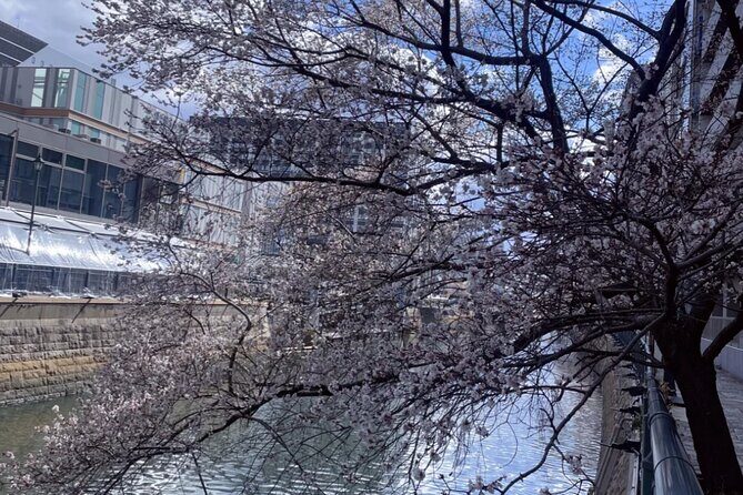 Nagoya City Cherry Blossom Private Sightseeing Tour - Exploring the Nagoya Cherry Blossom Private Sightseeing Tour in Detail