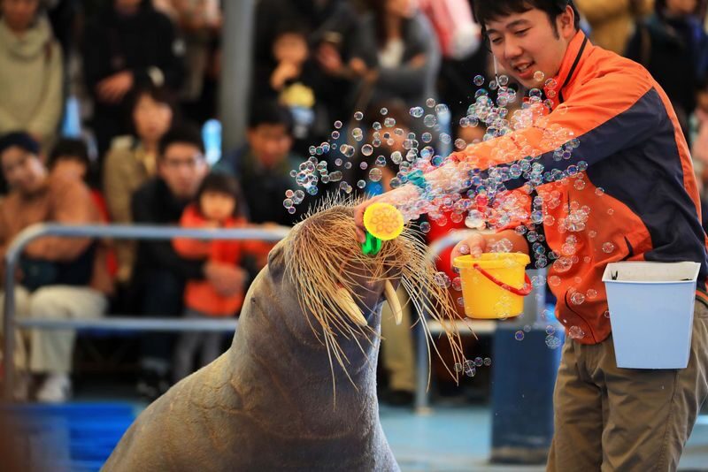 Nagoya Full-Day Ise Grand Shrine & Toba Aquarium Tour with Meoto Iwa - Toba Aquarium: a lively change of pace