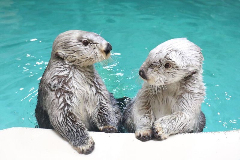 Nagoya Full-Day Ise Grand Shrine & Toba Aquarium Tour with Meoto Iwa - Before you book