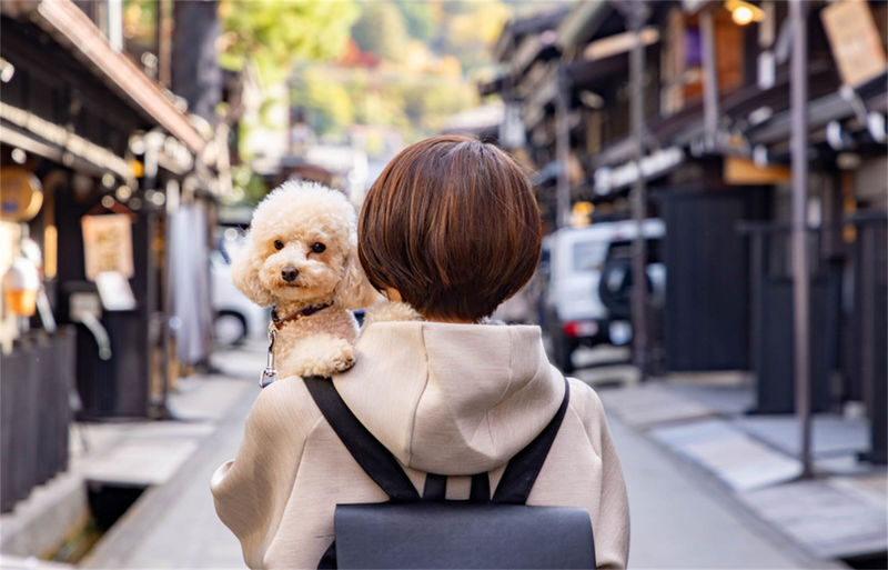Nagoya Gujo Hachiman & Shirakawa-go Gassho Village & Hida Takayama Day Trip (Round Trip from Nagoya, Optional Small Group) - Who should book this Nagoya day trip?