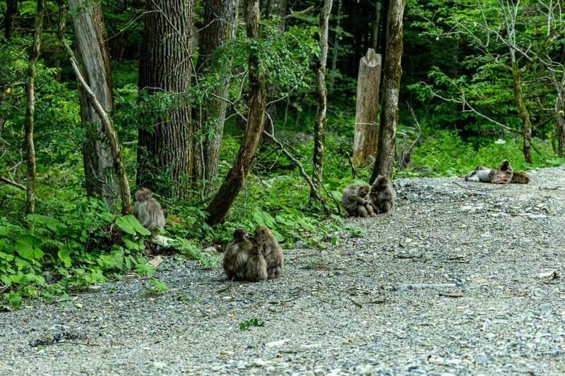 Nagoya Kamikochi Full-Day Hiking Tour with Myojin Pond - What a tour leader adds to the day