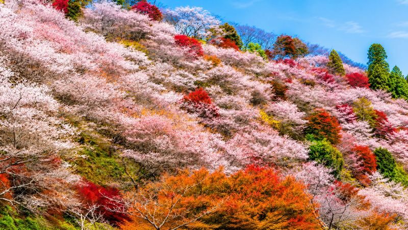 Nagoya Korankei & Shikizakura Autumn Maple Leaf Half-Day Tour - Obara Park and its shikizakura