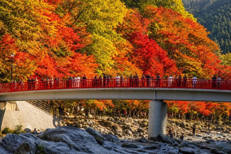 Nagoya Korankei & Shikizakura Autumn Maple Leaf Half-Day Tour - Temple stop and seasonal details