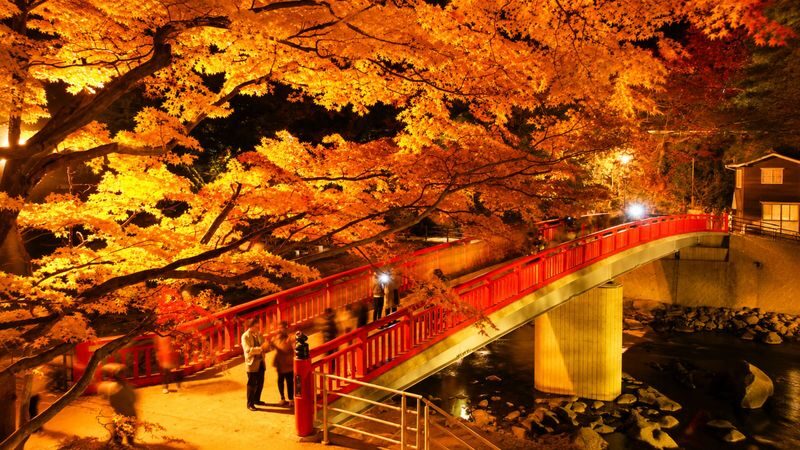 Nagoya Korankei & Shikizakura Autumn Maple Leaf Half-Day Tour - Does $71.99 offer fair value?