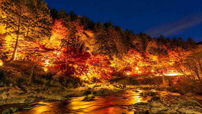 Nagoya Korankei & Shikizakura Autumn Maple Leaf Half-Day Tour - Who should book this outing?